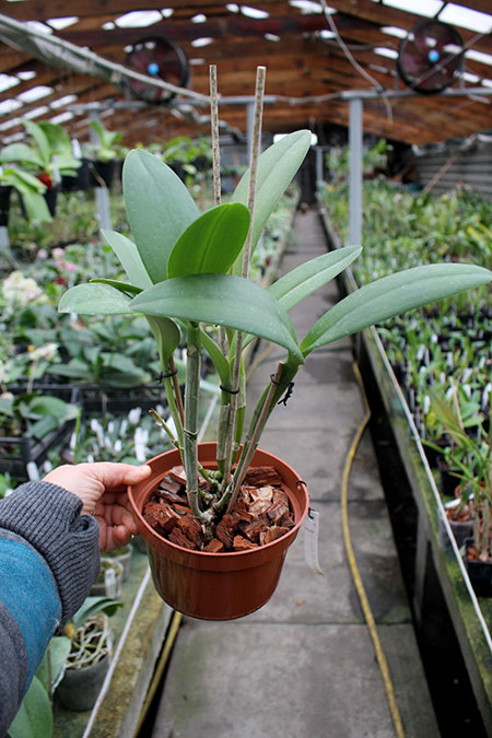 Brassavola digbyana x Rhyncholaeliocattleya Green Devil.jpg