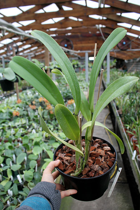 Brassolaeliocattleya Success Dream 'Miracles'.jpg