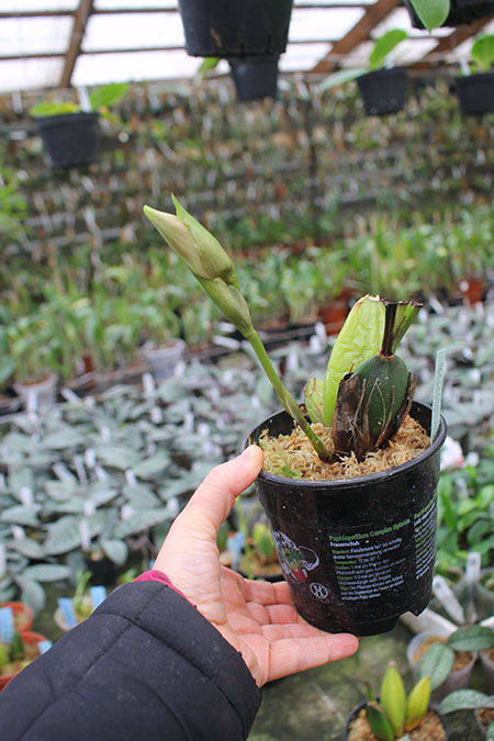 Lycaste John Ezzy (Shoalhaven Moriyama No1' x Koolena 'Elva').jpg