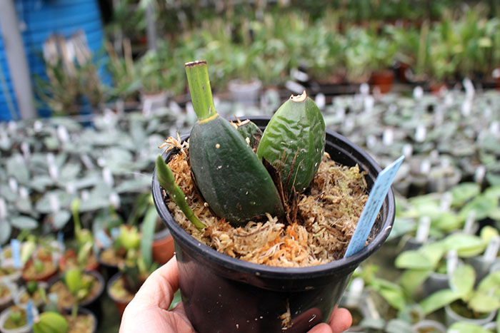Lycaste Arashiyama (macrobulbon x Shoalhaven 'Kobe').jpg