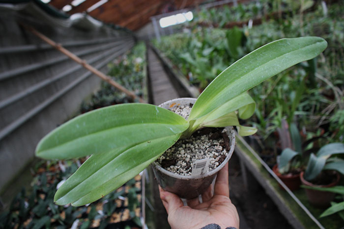 Paphiopedilum kolopakingii.jpg
