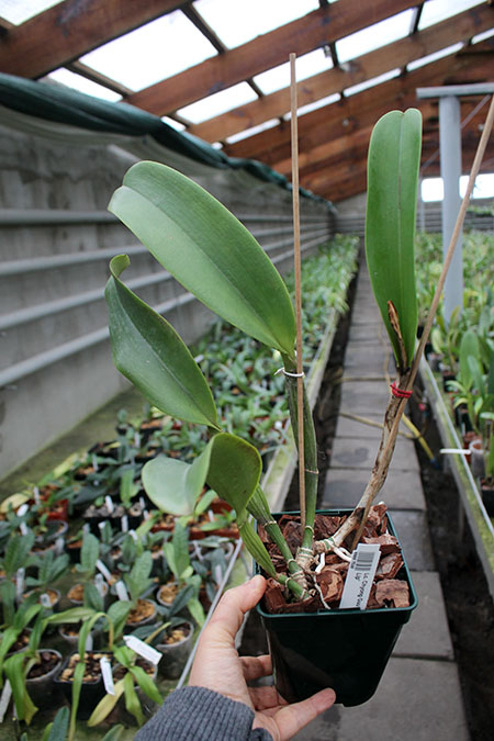 Laeliocattleya Chyong Guu Swan 'Ruby Lip'.jpg