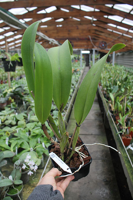 Brassolaeliocattleya Miriam Suzuki.jpg