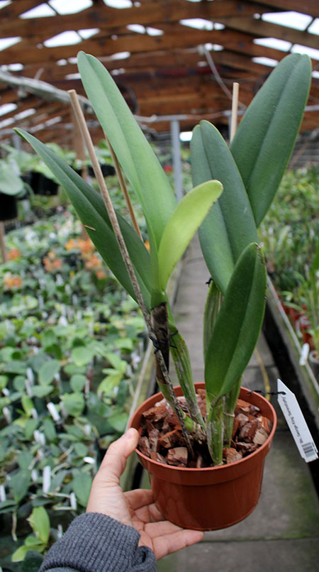 Brassolaeliocattleya George King 'Serendipity'.jpg