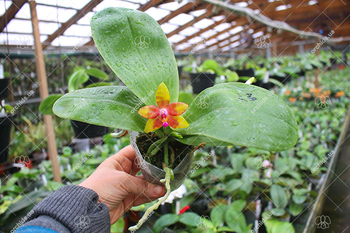 Phalaenopsis LD's Bear King x LD Purple 3S.jpg