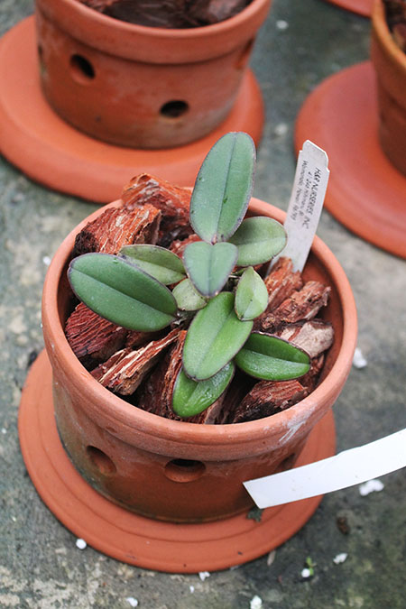 Cattleya schilleriana x schilleriana (4N).jpg