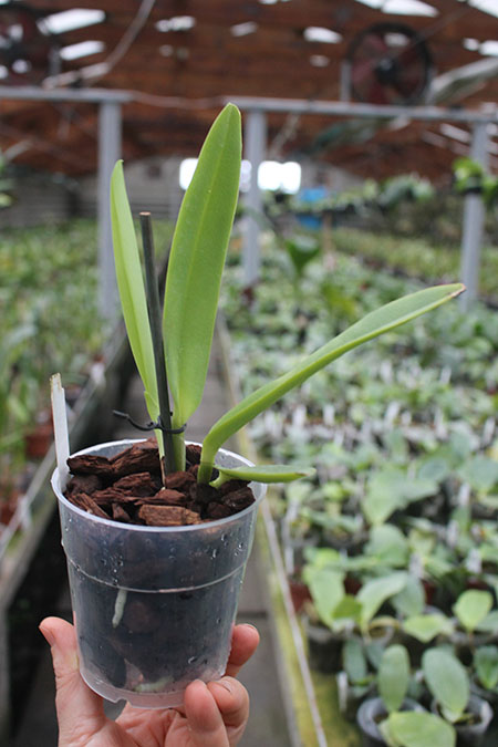 Cattleya maxima semi alba.jpg