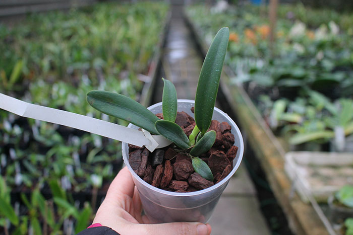 Cattleya lawrenceana coerulea 'A' x lawrenceana coerulea 'B'.jpg