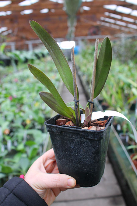 Cattleya lawrenceana flammea 'N1' x lawrenceana flammea 'N 2'.jpg