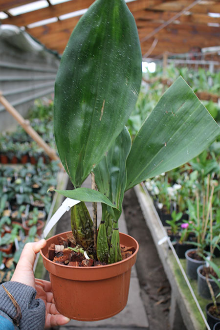 Bifrenaria tyrianthina (dark 'AWZ' x flamea 'SC').jpg