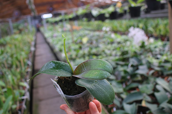 Stuartiana yellow strain.jpg