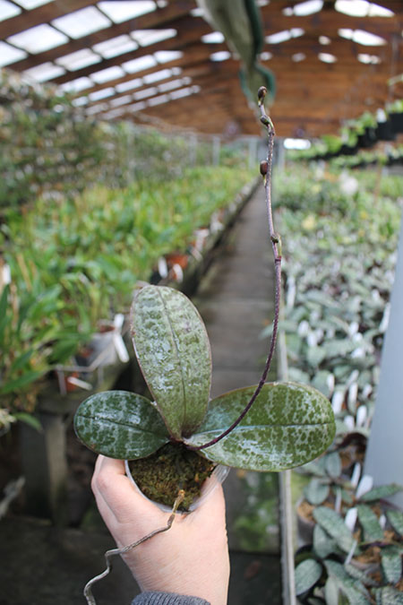 Phalaenopsis schilleriana Mainshow.jpg