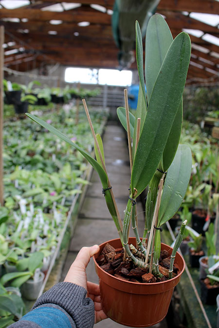 Cattleya eldorado 'M Ito'.jpg