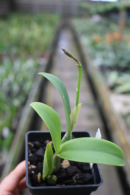Cattleya Orchidglade x Laelia milleri.jpg