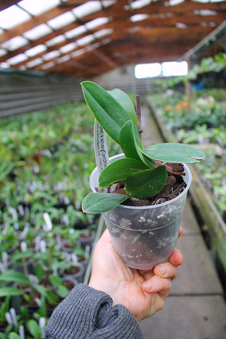 Cattleya violacea flamea 'SVO' x violacea flamea 'Icabaru'.jpg