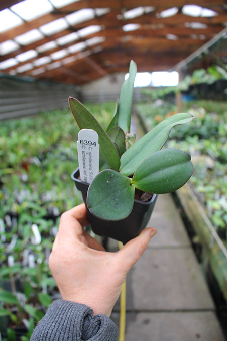 Cattleya schilleriana 'SVO II' x schilleriana 'Afri'.jpg