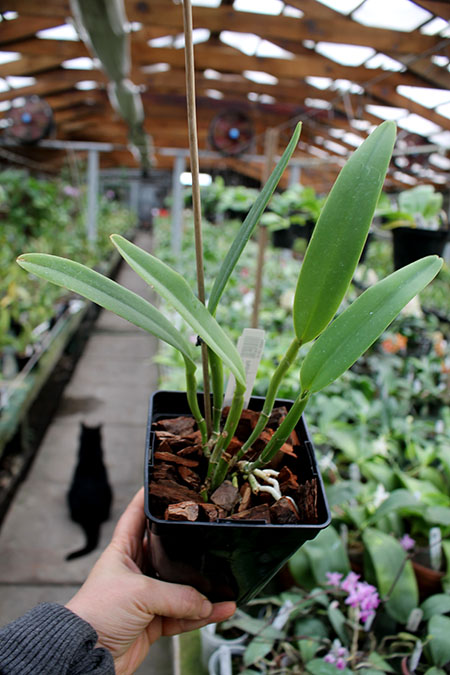 Cattleya maxima semi-alba 'La Pedrena'.jpg