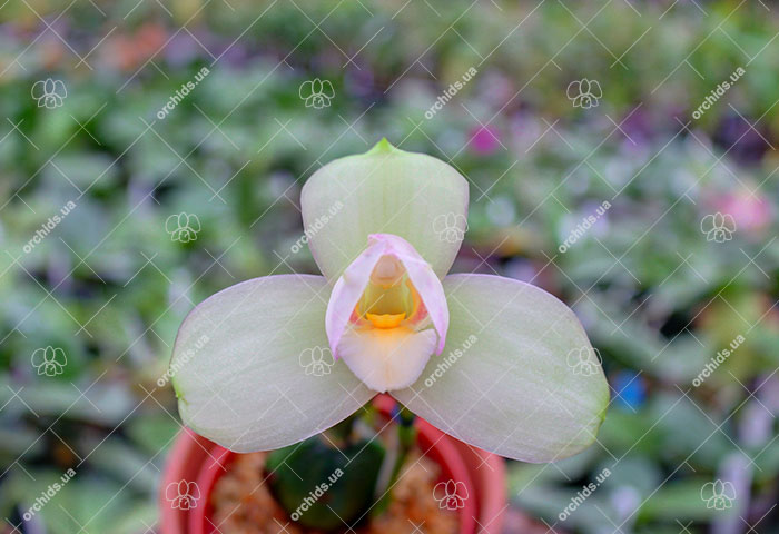 Lycaste Takaragaike (Spectabilis 'Green Pearl' x Shoalhaven 'Kobe').jpg