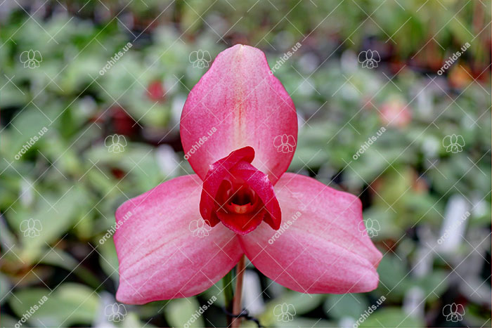 Lycaste Shonan Bright (John Ezzy 'Pink Star' x Shoalhaven 'Kobe').jpg