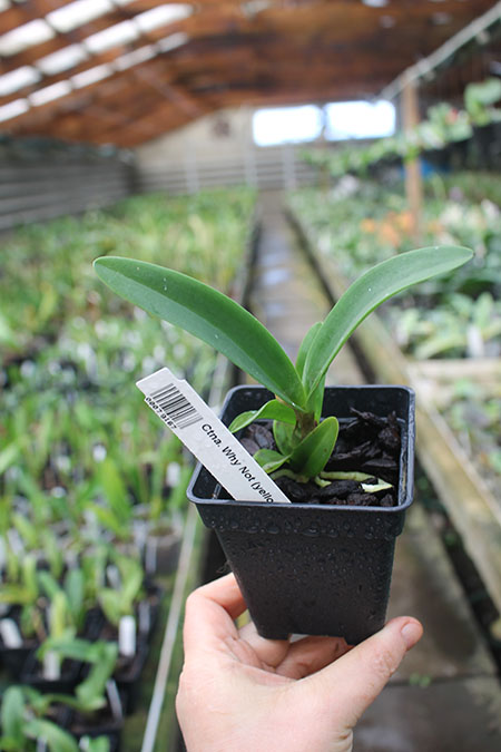Cattleytonia Why Not (yellow) 4N x sib.jpg