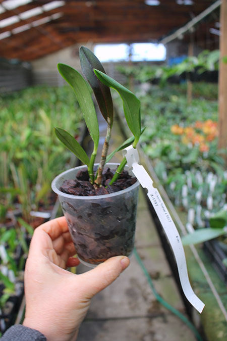 Cattleya kerrii 'Bahia'.jpg