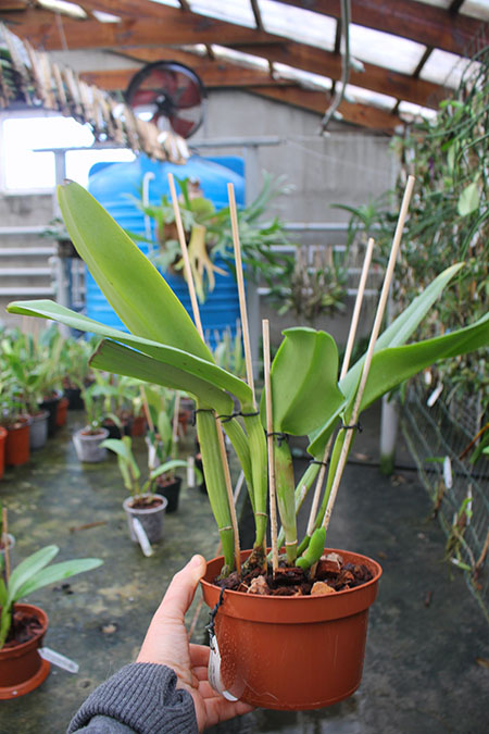 Cattleya warneri semi alba (boa forma) x Cattleya warneri semi alba 'Rubi'.jpg