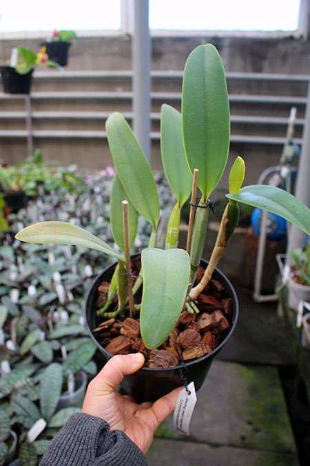 Cattleya lueddemanniana escura x Cattleya lueddemanniana 'Labelo Dourado'.jpg