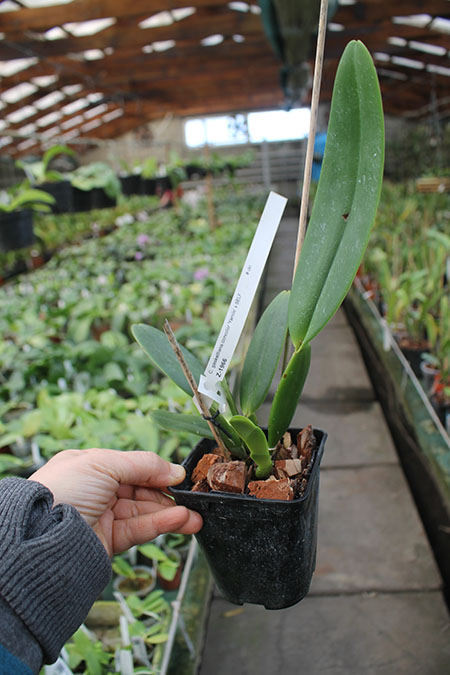 Cattleya gaskelliana concolor 'Yamile' SELF.jpg