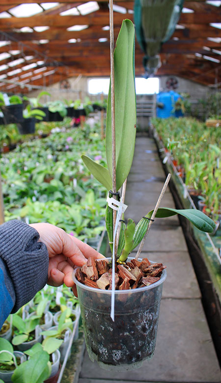 Cattleya jenmanii orlata 'Pacaraima' x SELF.jpg