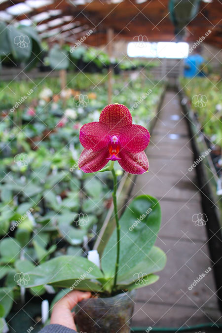 Phalaenopsis Mituo Sun 'Mituo #1' x Ld's Bear King 'YK-14'.jpg