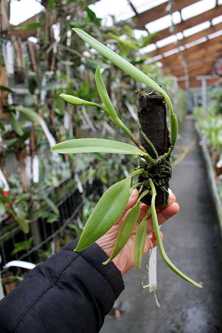 Laelia praestans concolor 'R Spadim' x 'Keco'.jpg