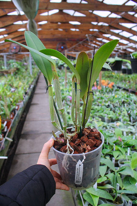Cattleya lueddemanniana rubra 'Dark Giant' x Cattleya lueddemanniana escura 'Fennel IX'.jpg