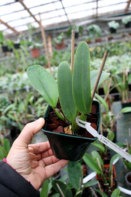 Cattleya warneri concolor 'Z-300' x warneri striata 'EC'.jpg