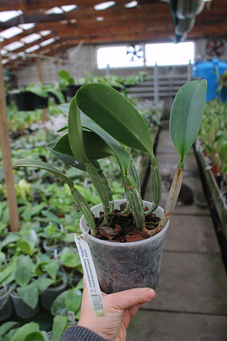 Cattleya lueddemanniana 'Negrita' x Cattleya lueddemanniana 'Dark'.jpg