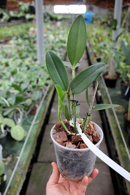 Cattleya guttata albina 'Interlagos' x guttata albina 'Vitor Couto'.jpg