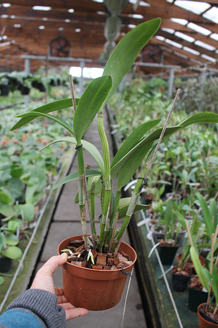 Cattleya Loddiglossa.jpg