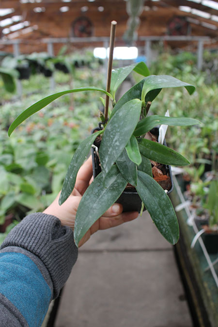 Cattleya forbesii.jpg