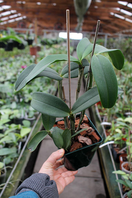 Cattleya amethystoglossa albescens x coerulea.jpg