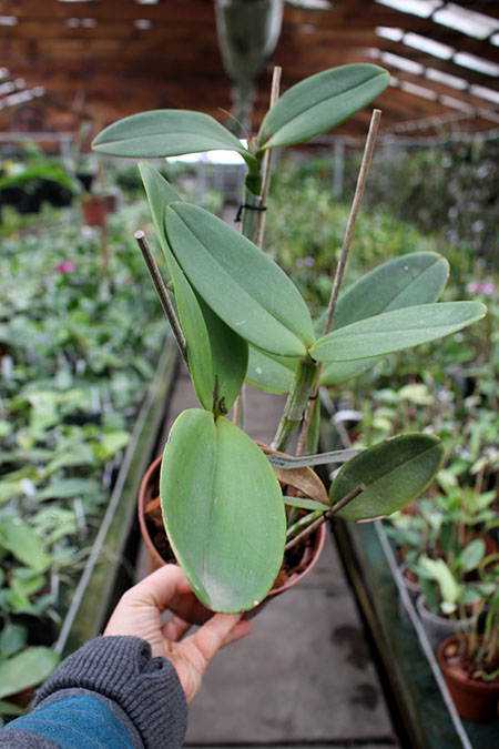 Cattleya amethystoglossa 'Lorena' x amethystoglossa 'Jubarte'.jpg