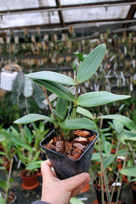 Cattleya amethystoglossa 'Aldebaran' x amethystoglossa flamea 'Ventania'.jpg