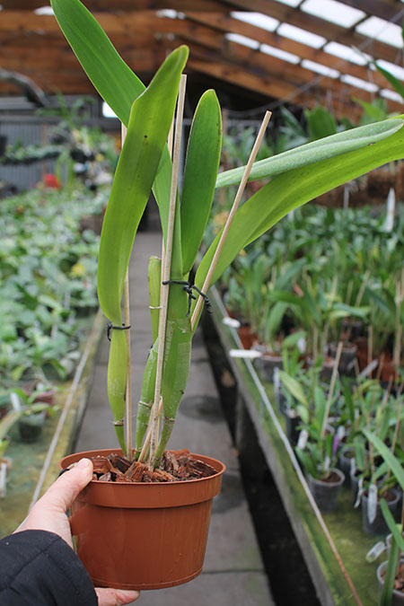 Laelia purpurata sanguinea x striata.jpg