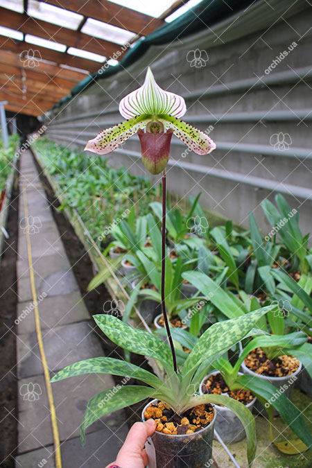 Paphiopedilum Maudiae vinicolor.jpg
