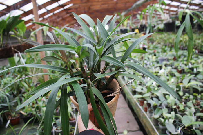 Epidendrum floribundum.jpg