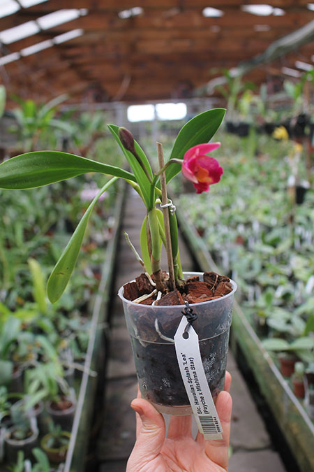 Sophrolaeliocattleya Hawaiian Splash 'Lea'.jpg