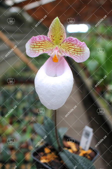 Paphiopedilum micranthum var eburneum.jpg