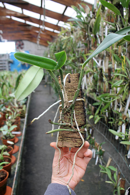 Cattleya Dipozzi Tiziano x lueddemanniana coerulea.jpg
