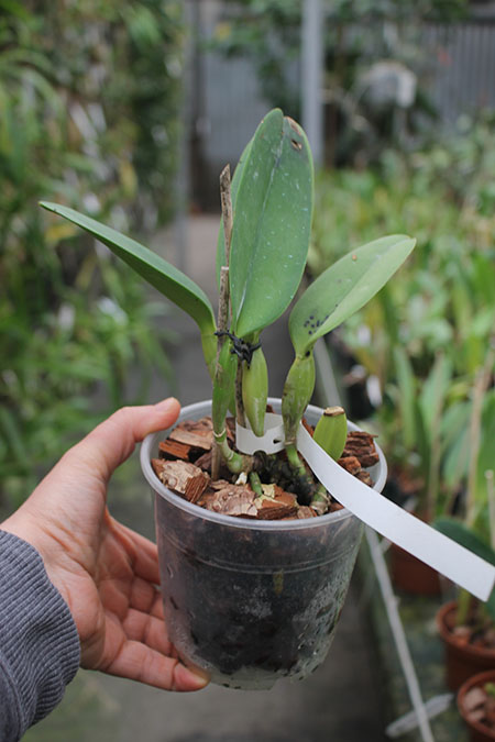 Cattleya warneri concolor 'Castro' x SELF.jpg