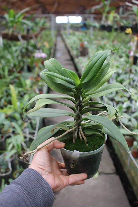 Renanthopsis Azimanna.jpg