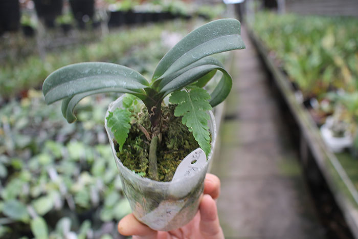 Renanthopsis Chienlung Little Beauty.jpg