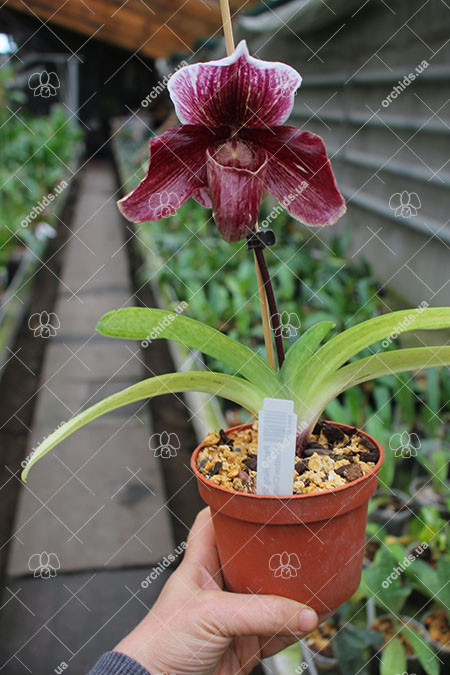 Paphiopedilum Hung Sheng Star x Winston Churchill 'Indomitable'.jpg